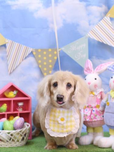 20240309グラちゃん